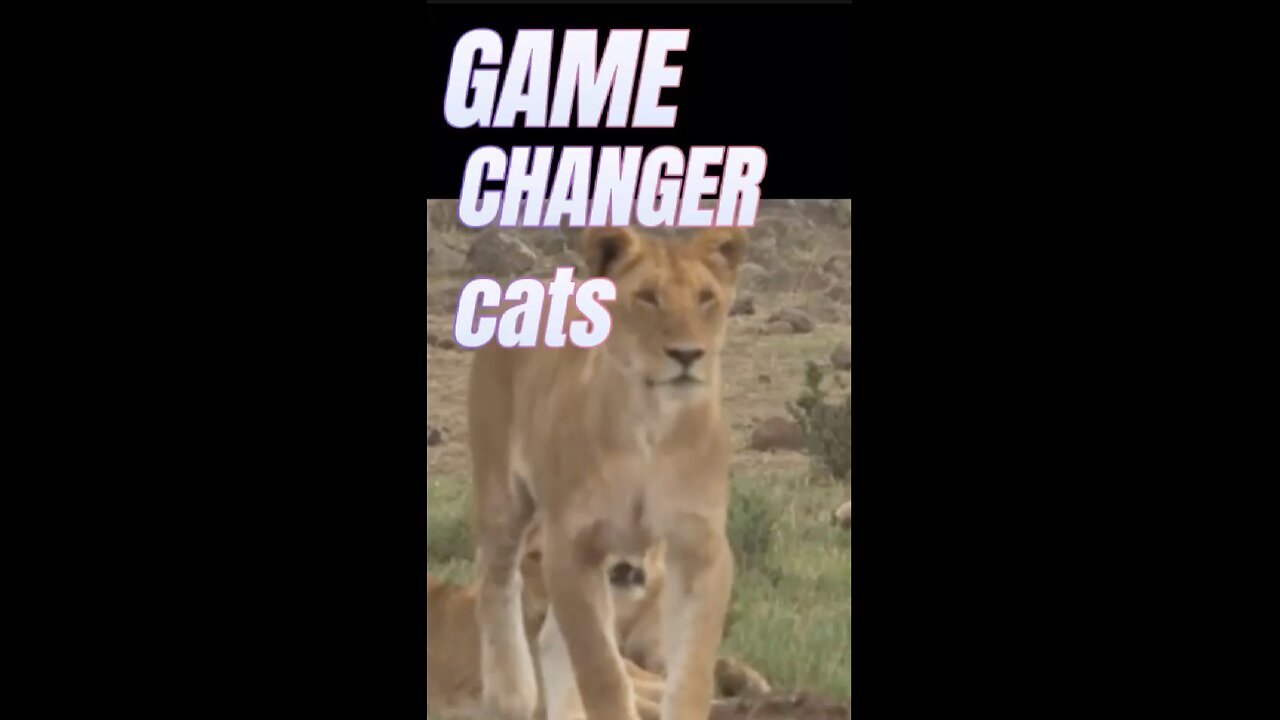 Game Changer Cats