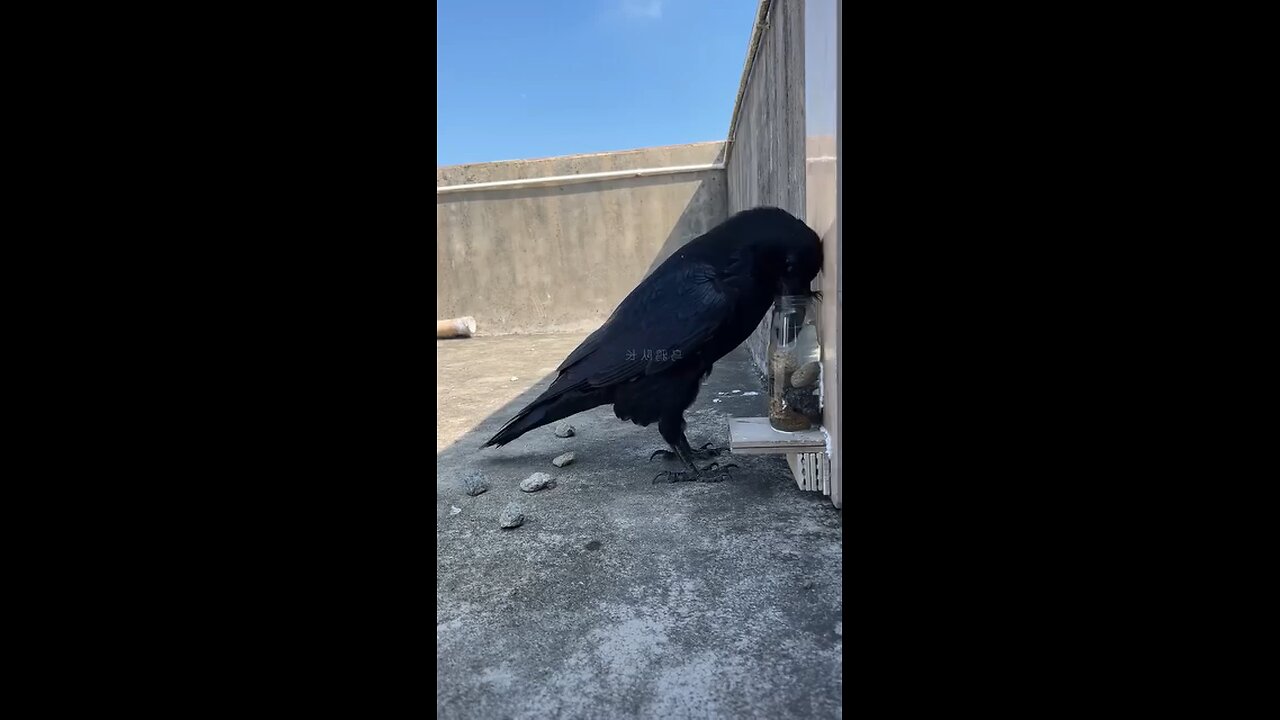 How is the black bird drinking water