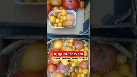 Farm life August Harvest - Ernte August - 🍅🍉🍇 #permakultur