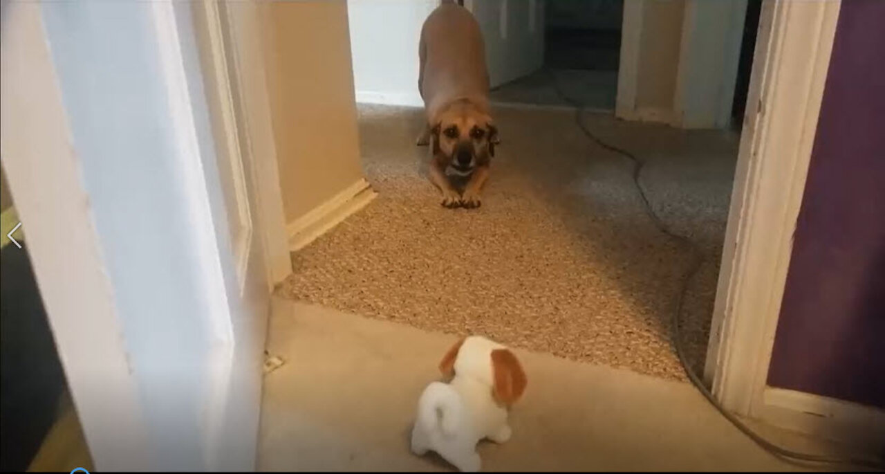 Real Dog Reacts to Toy Dog