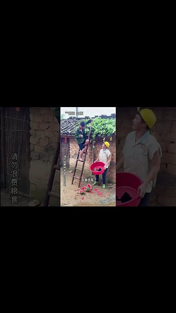 Funny Memes ##cutecat #persian #kittens