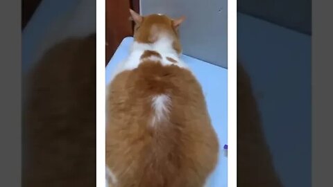 CAT VIDEO