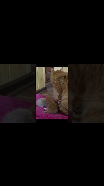 Маленькие котята. Найденные в подвале.