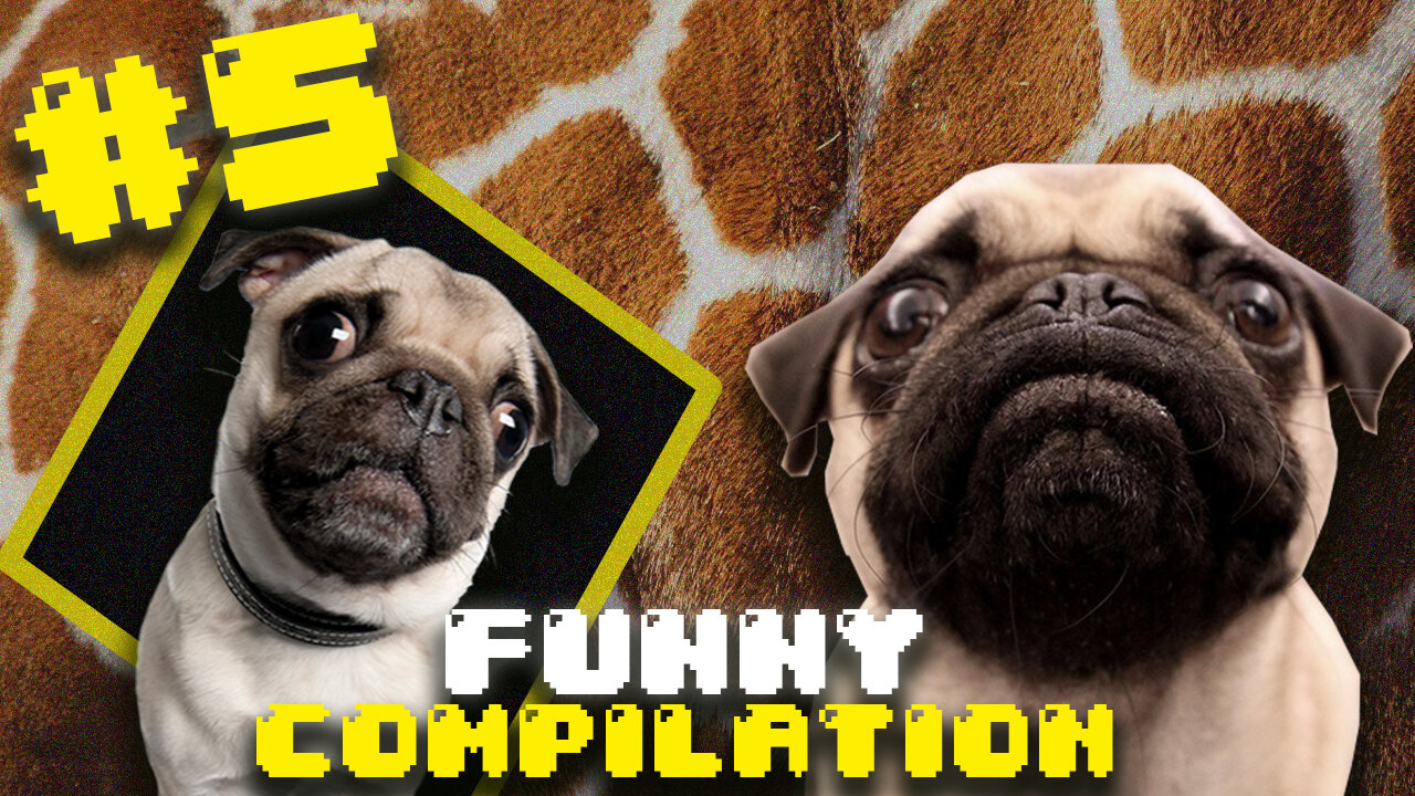 Compilation of super funny and fun dogs videos #5