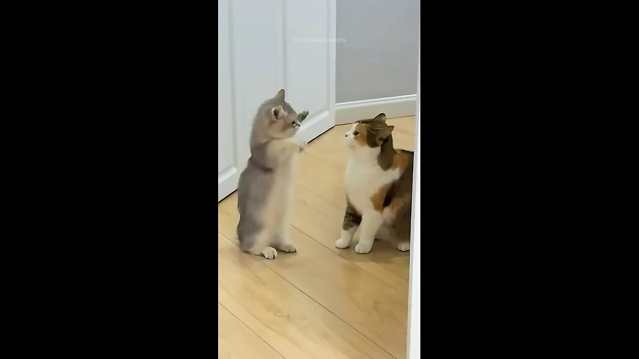 funny cat clips