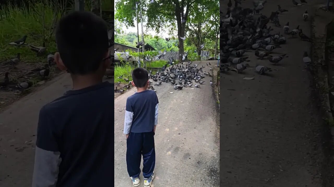 Burung Merpati in Slow-mo