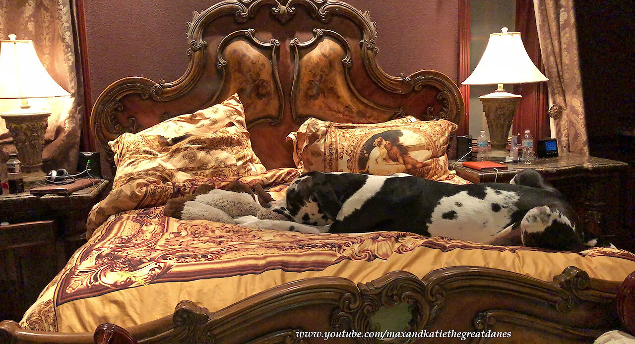 Great Dane and his toy nearly takes up entire bed