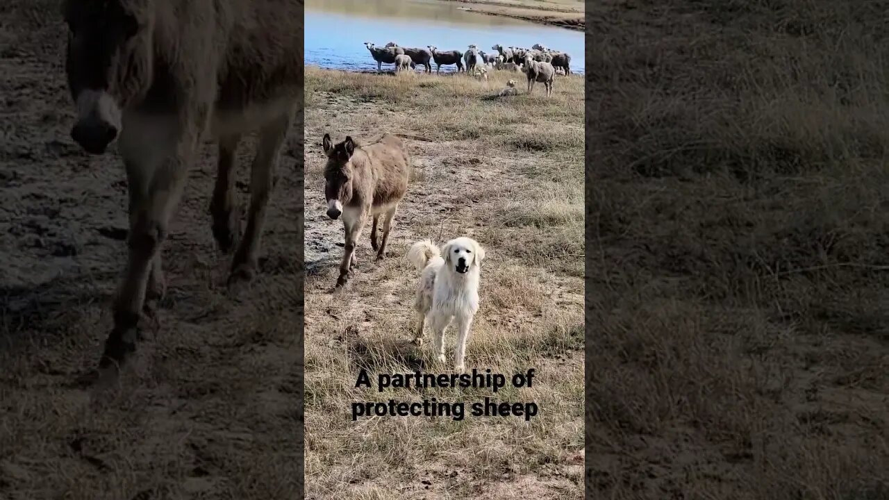 guarding sheep #shearing #guarddog #donkey #sheep #dog #ranchlife #ranching #west #western