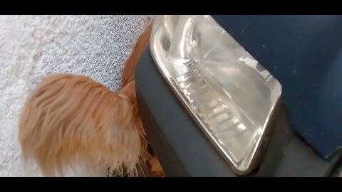 #dogshow , #amimals , #dogs , #shorts