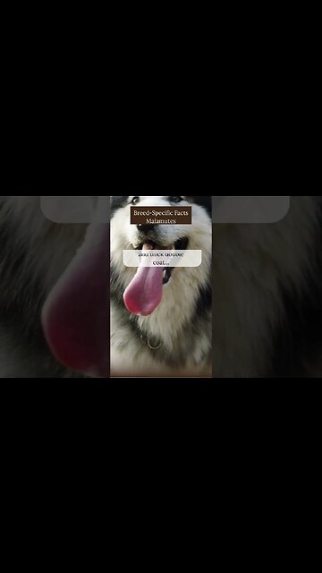 Amazing Facts about Malamutes