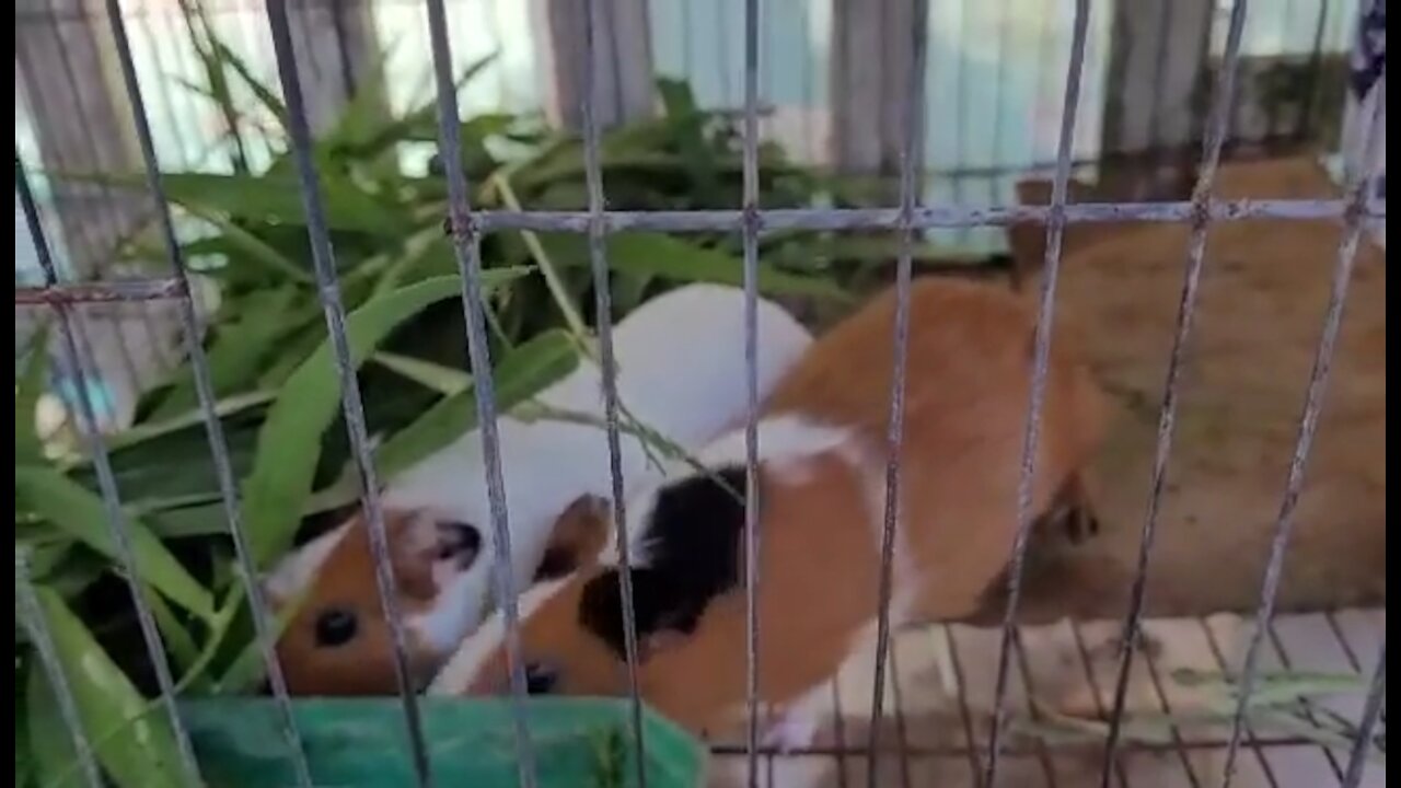 Hamster eating grass