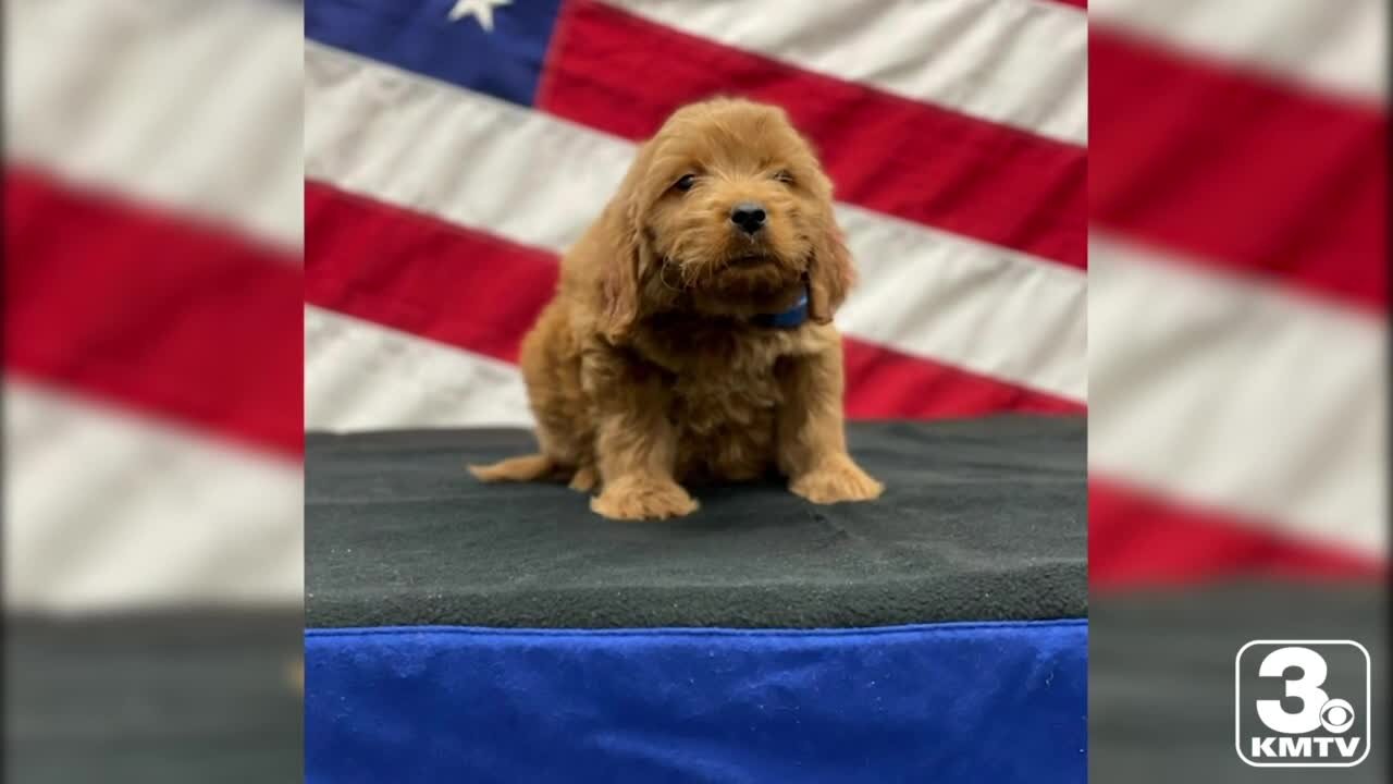 Therapy dog joins Bellevue Police Department