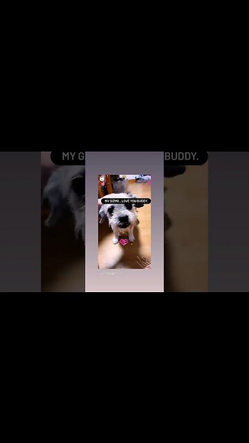 Gizmo has a large heart murmur. please pray for him.