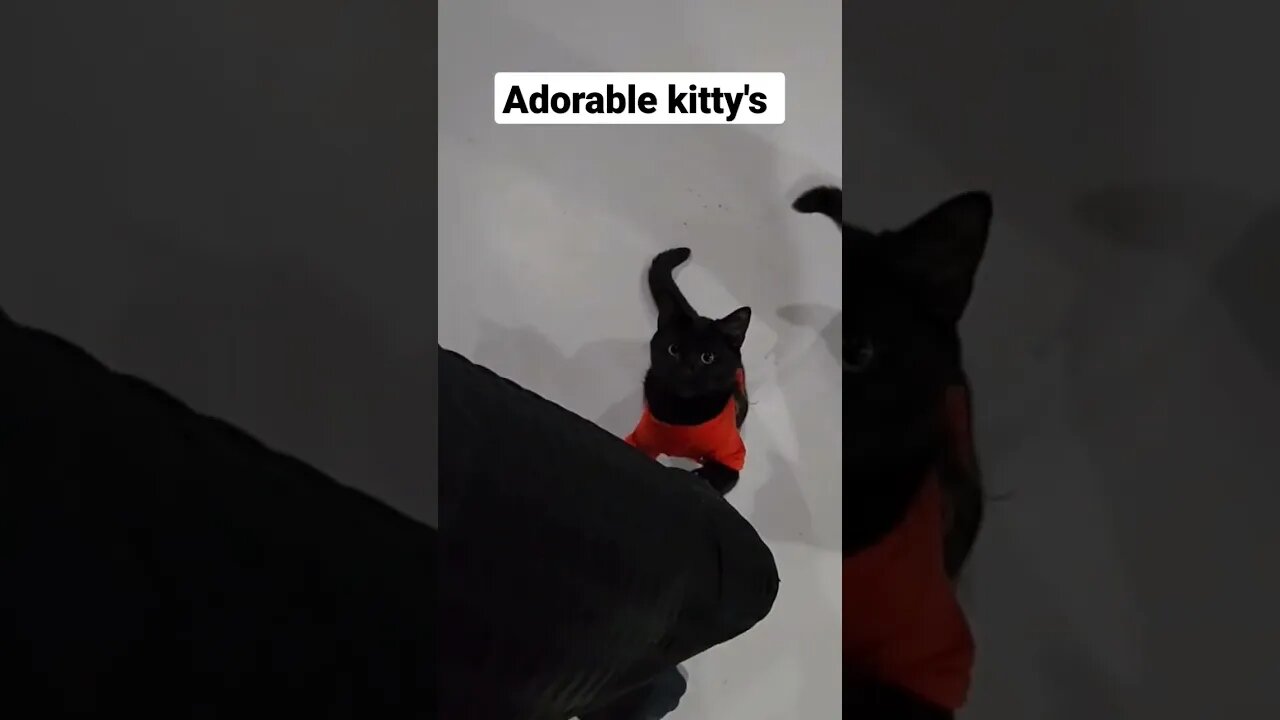 Mom wears red and black outfit to match kitty #shorts #short #shortvideo #kitty #cars #catlover