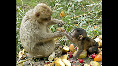 Animals Drunk By Fruits