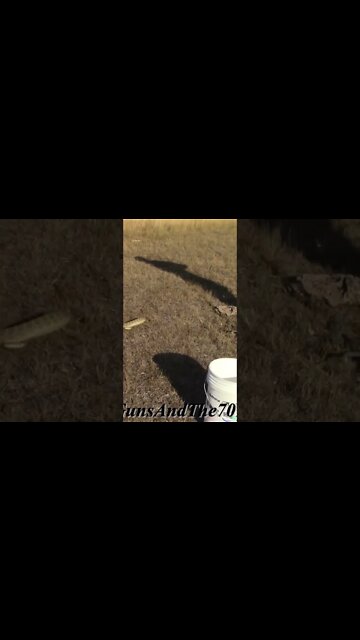 Rattlesnake Strikes!!!