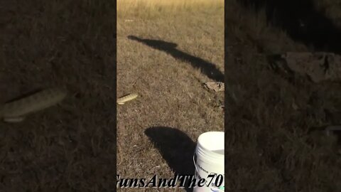 Rattlesnake Strikes!!!