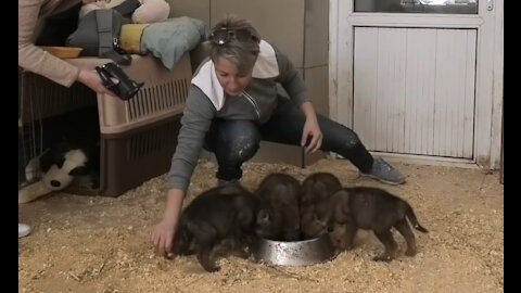 Cute Wolfies breakfast and hugging with Humans