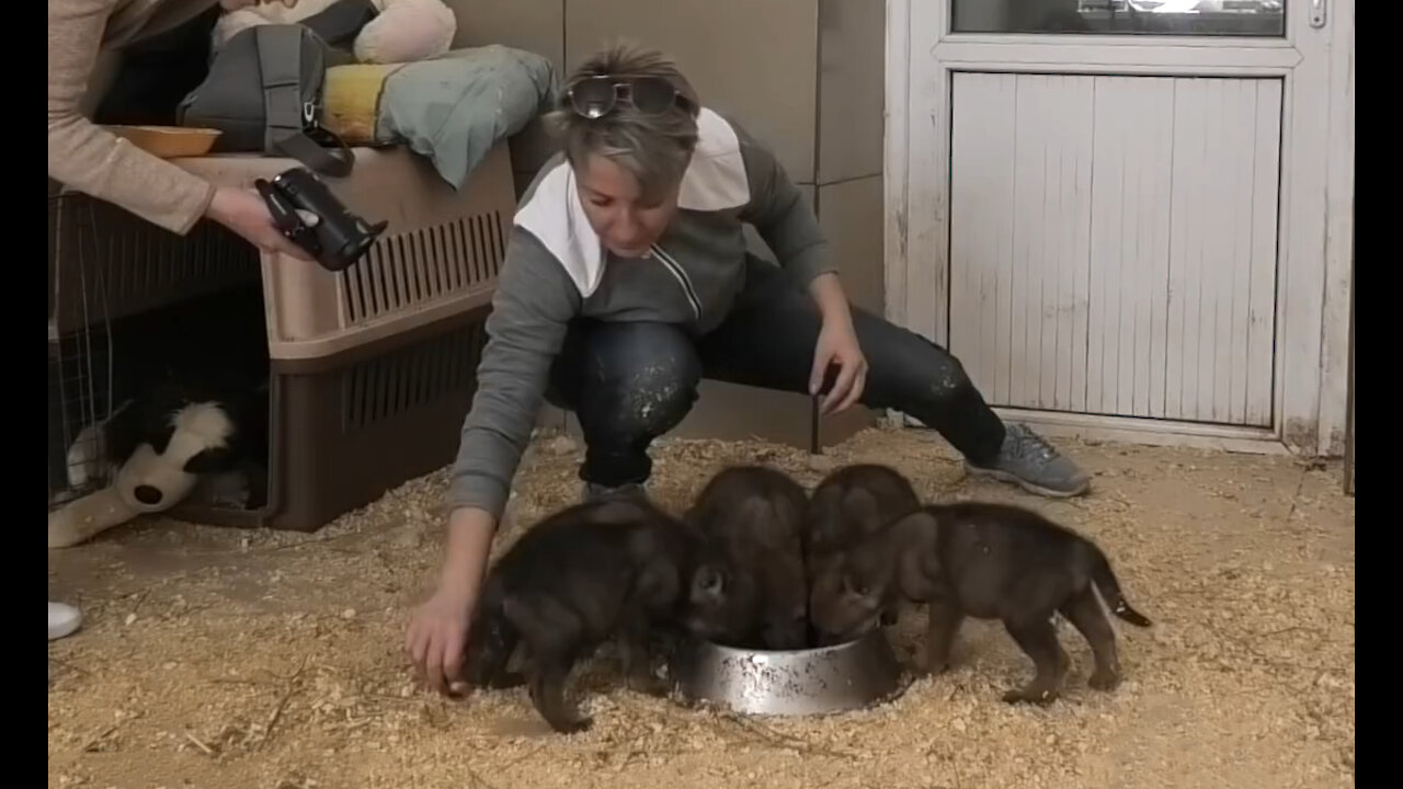 Cute Wolfies breakfast and hugging with Humans