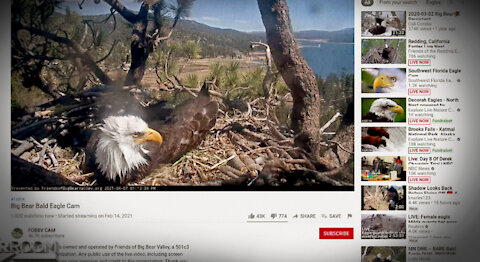 Bald Eagle Cam Has More Viewers Than Joe Biden's American Jobs Speech