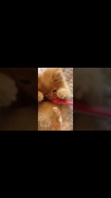 Kittens everywhere #shorts #kitten #relaxing #cutekitten #funnyshorts #funnykittens #cuteanimals