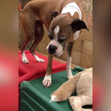 "An Old Dog Falls Asleep While It Stands On A Slide"