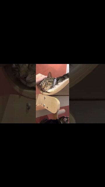 Denver Cat Cafe pt5 #catcafe