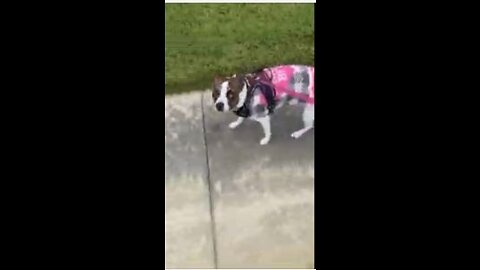 First Time Princess walks with a sweater