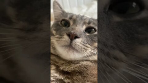 Lip Smack tiktok thewanderingkitten