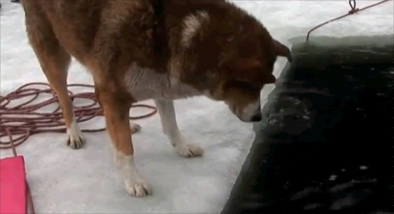 Man's faithful friend, a dog, worries about the owner who dived into the ice hole