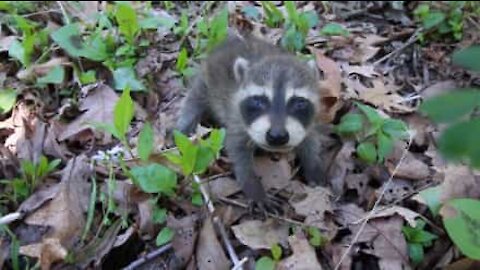 Avete mai visto un cucciolo di procione?