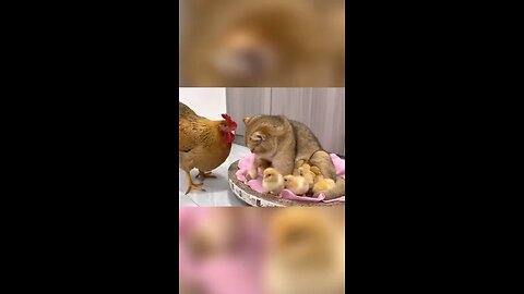 Cat and chicken and baby chick