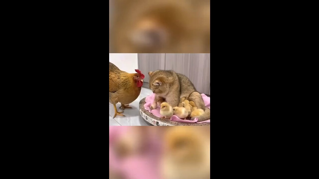 Cat and chicken and baby chick