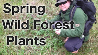 Spring Forest Plants (2021)