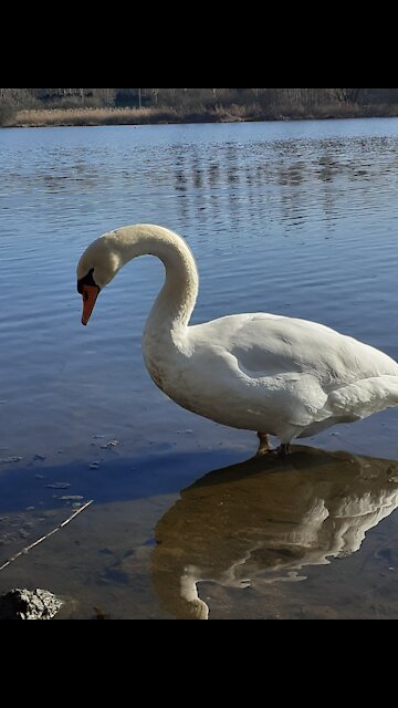 Wow, it's very happy today the sun is shining and playing in the water.