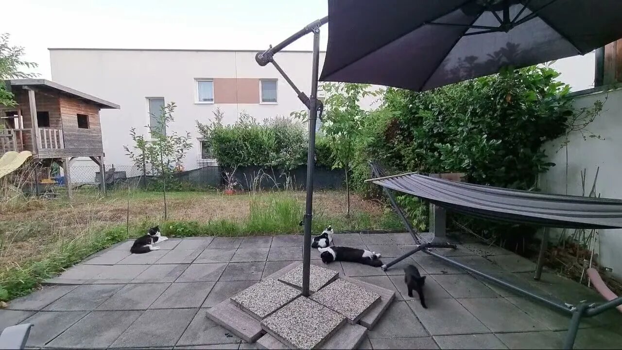 Highlight 4:33:58 – 4:38:58 von Silent Long LIVE for wh update in the garden @TravelGeorge #ghi