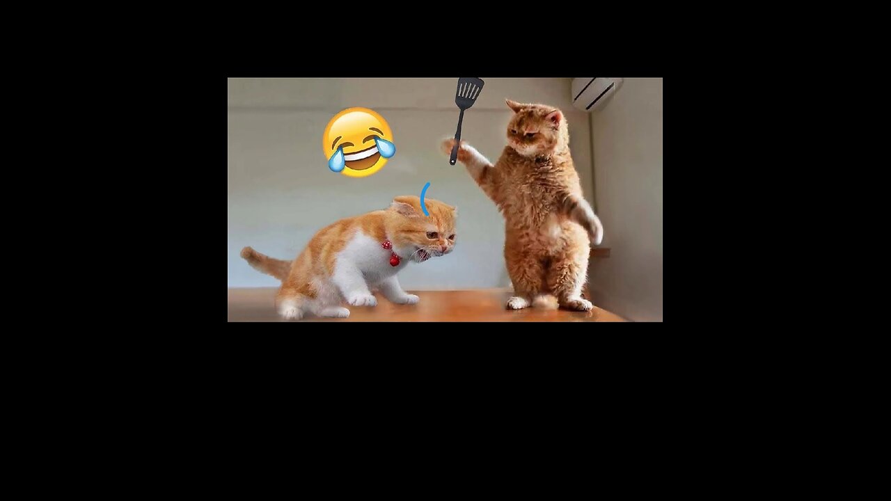 One hour with these clumsy cats 😂 / try not to laugh videos