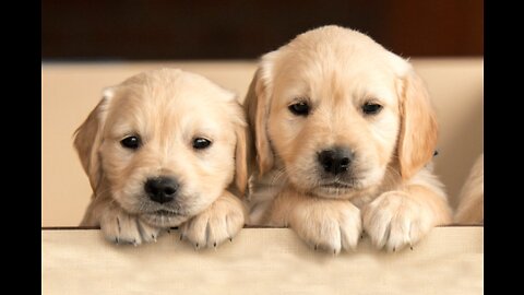 Baby Dogs 🔴 Cute and Funny Dog Videos Compilation #17 | 30 Minutes of Funny Puppy Videos 2022