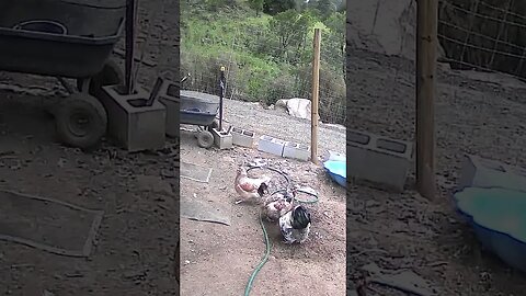 Farm cam. Roger the rooster and his hens