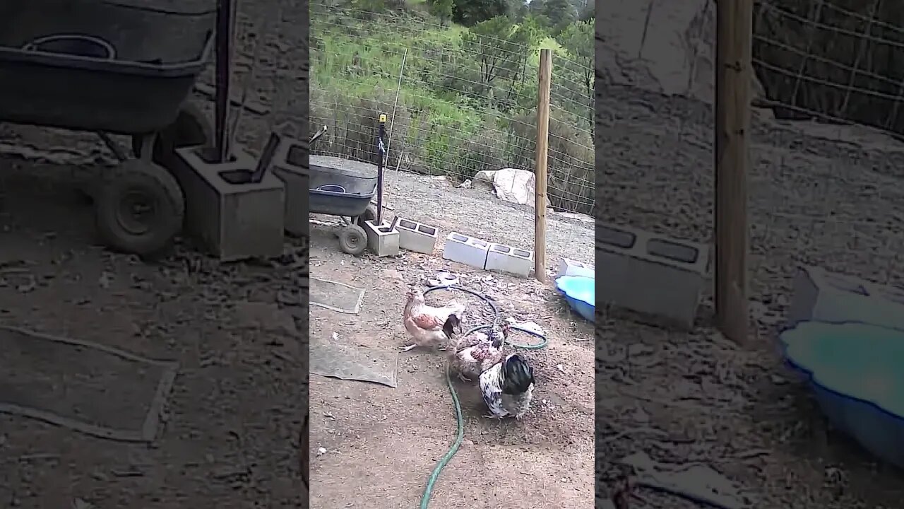 Farm cam. Roger the rooster and his hens