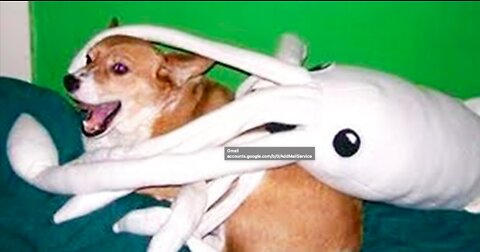 FUNNY PET VIDEOS-TRY NOT TO LAUGH!