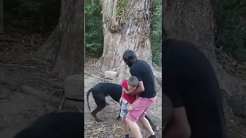 Great Dane Attacks Owner