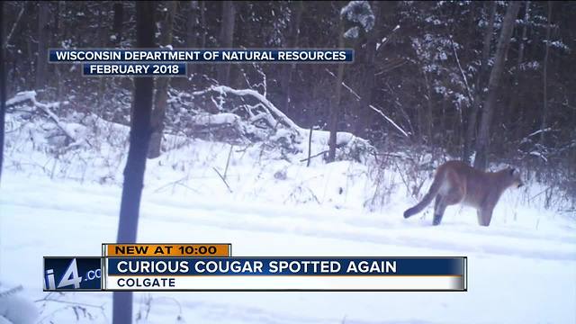 Cougar spotted again in Colgate