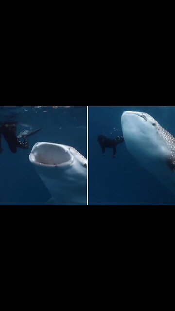 Scuba diver records very close the mouth of a gigantic whale shark