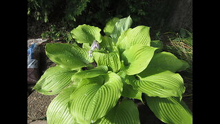 August Joy Hosta Aug 2022