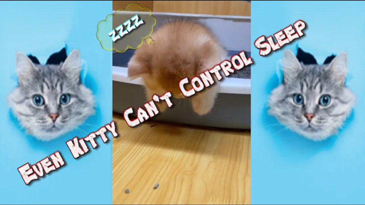 Even Kitty Can't Control Sleep