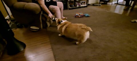 Excited corgi