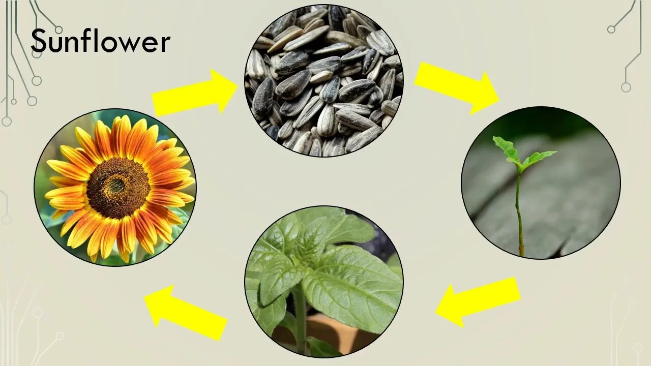 Plant Lifecycles | Learning about Nature for Kids | Hands-On Education