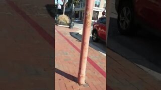 #gangstalking perp walk 11/02/2022 Pt. 2