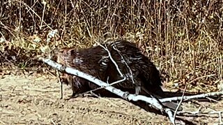 Hiker Encounters Beaver in the Woods Hauling His Dinner to the Pond